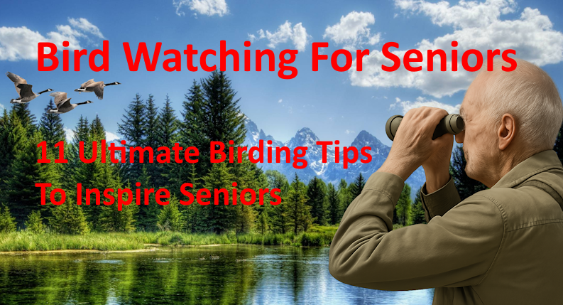 Birdwatching for Seniors: 11 Ultimate Birding Tips to Inspire Seniors