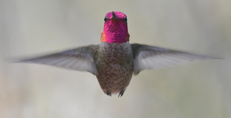 Male Anna's Hummingbird (Calypte Anna) Male Anna's Hummingbird (Calypte Anna)