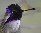 Male Costa's Hummingbird (Calypte costae) Male Costa's Hummingbird (Calypte costae)