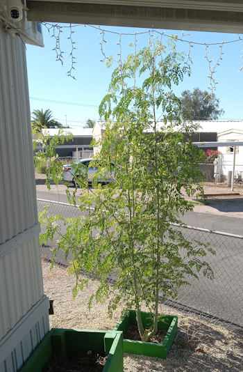 My Moringa Tree